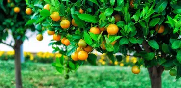 Reference book of fruit trees