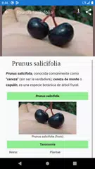 Descargar XAPK de Árboles frutales