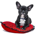 Dog breeds