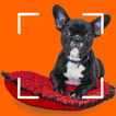 Dog breeds - Smart Identifier アイコン
