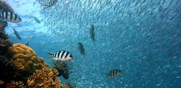 Peces de acuario