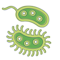 Bacteria: Types, Infections