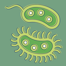 Bacteria: Types, Infections APK