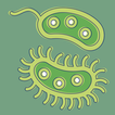 Бактерии - патогенность, геном
