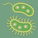 Bacteria icon