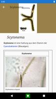 Bakterien.Lexikon der Biologie Screenshot 2