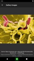 Bacterias, definición y clases captura de pantalla 2