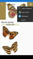 Butterflies poster