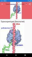 Молекулярная биология постер