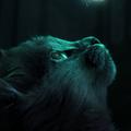 Cat Wallpapers HD 2023