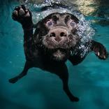 Dog Wallpapers HD 2023