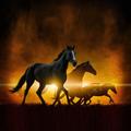 Horse Wallpapers HD 2023