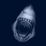 Shark Wallpapers HD 2023