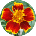 Flower Puzzle