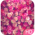 Pink Wallpapers