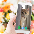 Cat Video Live Wallpaper APK