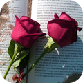 roses love roses with love phrases with roses