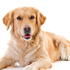 VTNE Tests - Veterinary Prep APK