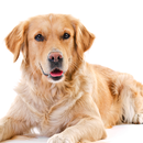 VTNE Tests - Veterinary Prep APK