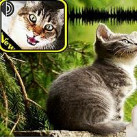 Chamar Animais poster
