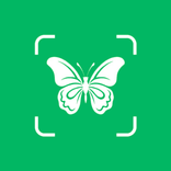 Insect Finder: Identifier