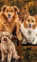 Dogs and Puppies Wallpapers পোস্টার