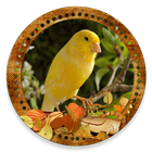 Cantos Canarios (SongsBirds) icono