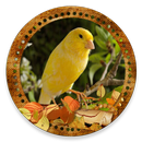 Cantos Canaries  (SongsBirds) APK