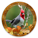 Cantos Cardeal (SongsBirds) APK