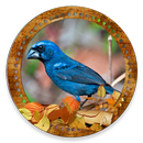 Cantos Azulão (SongsBirds) APK