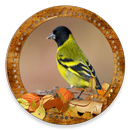 Cantos Pintassilgo sem anúncio (SongsBirds) APK