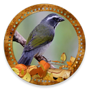 Cantos Trinca Ferro (SongsBird APK