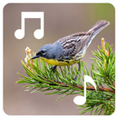 Latest Bird Ringtone APK