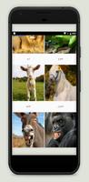 Animal sounds without internet screenshot 1
