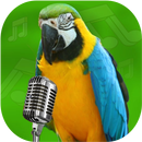APK Loud Bird Sounds – Relaxing Bi