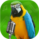 Loud Bird Sesler - Kuş Cıvıl c simgesi