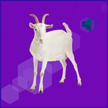 Goat Sounds