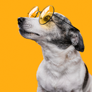 Soundboard for dogs APK