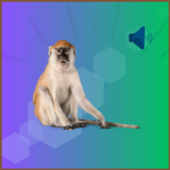 Monkey Sounds