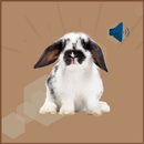 Rabbit and Bunny Sounds APK
