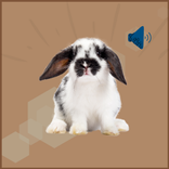 Rabbit and Bunny Sounds