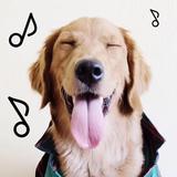 Dogify: Sounds Dogs Love 아이콘