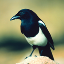 Magpie Sounds - Hunting calls APK