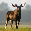 Moose Sounds APK