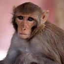 Monkey Sounds APK