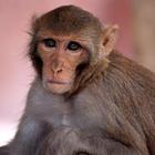 Monkey Sounds biểu tượng