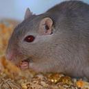 Mouse and Rat sounds-APK