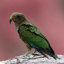 NewZealand Bird Sounds APK