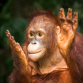 Orangutan Sounds