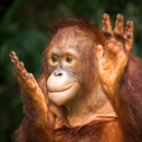 Orangutan Sounds APK